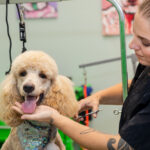 A groomer working on a poodle’s fur