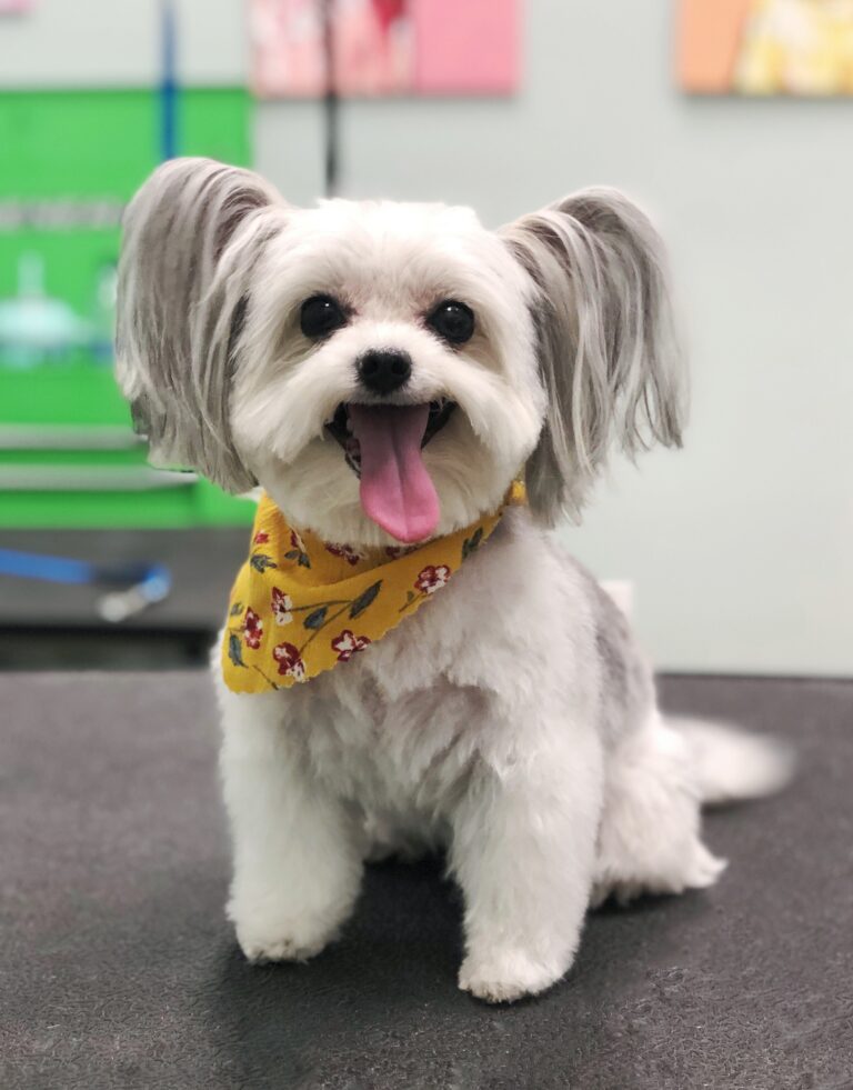 Happy groomed dog wearing bandana.